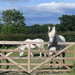 Fly Mask