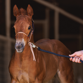 Foal Slip HYBRID Halter