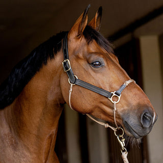 Classic Leather Hybrid Halter®