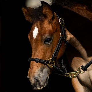 Weanling Horse / Pony Hybrid Halter