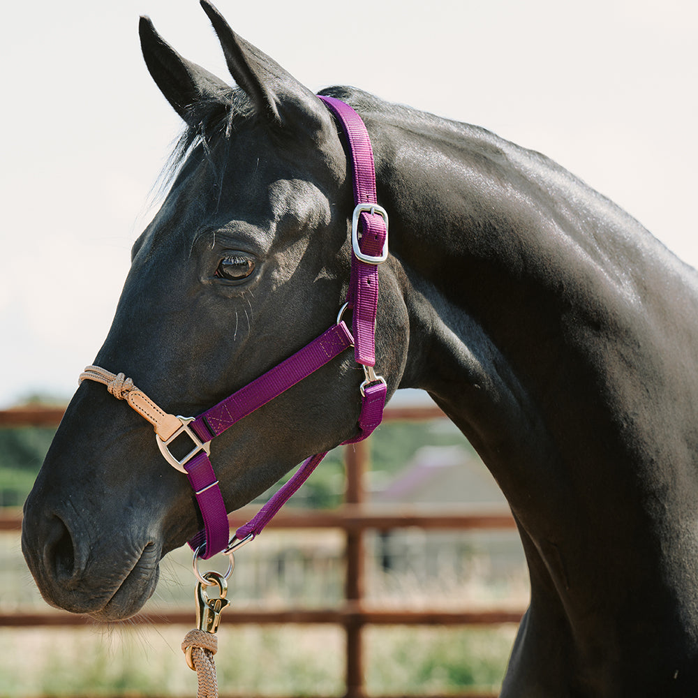 Hybrid Halter® "Lite" Economy Control Halter The Horse Education Company