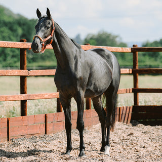 Hybrid Halter® "Lite" Economy Control Halter