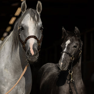 Weanling Horse / Pony Hybrid Halter