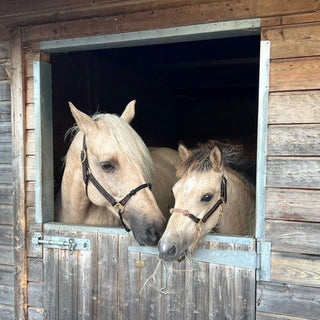 Weanling Horse / Pony Hybrid Halter