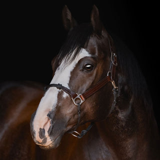 Classic Leather Hybrid Halter® Stainless