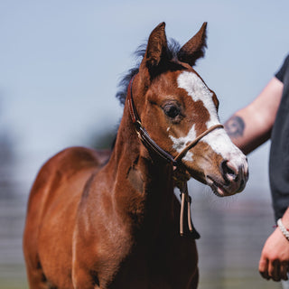 Foal Slip HYBRID Halter