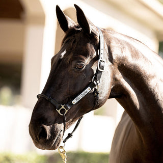 Classic Leather Hybrid Halter® Stainless