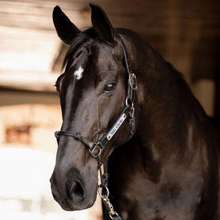Classic Leather Hybrid Halter® Stainless