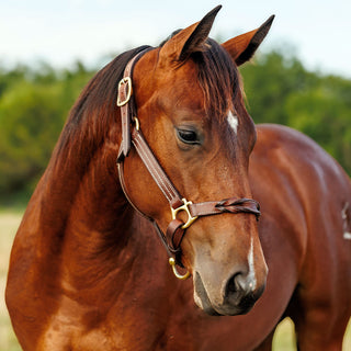 TROI Leather Twist Nose Halter - Brass