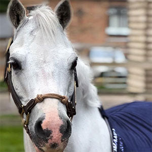 Weanling Horse / Pony Hybrid Halter