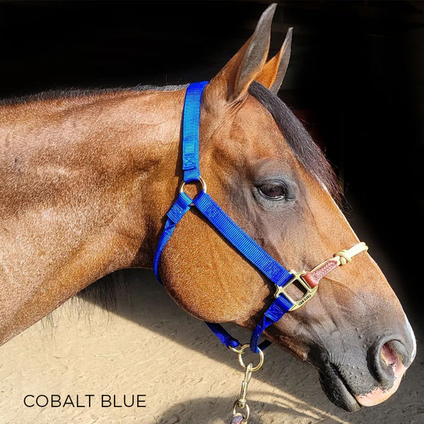 nevel Reis lever Discontinued Economy Hybrid Halter – The Horse Education Company