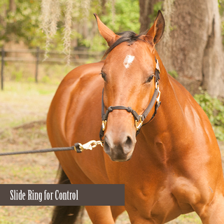 control horse halter