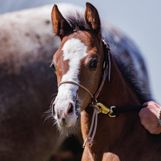 Foal Slip HYBRID Halter