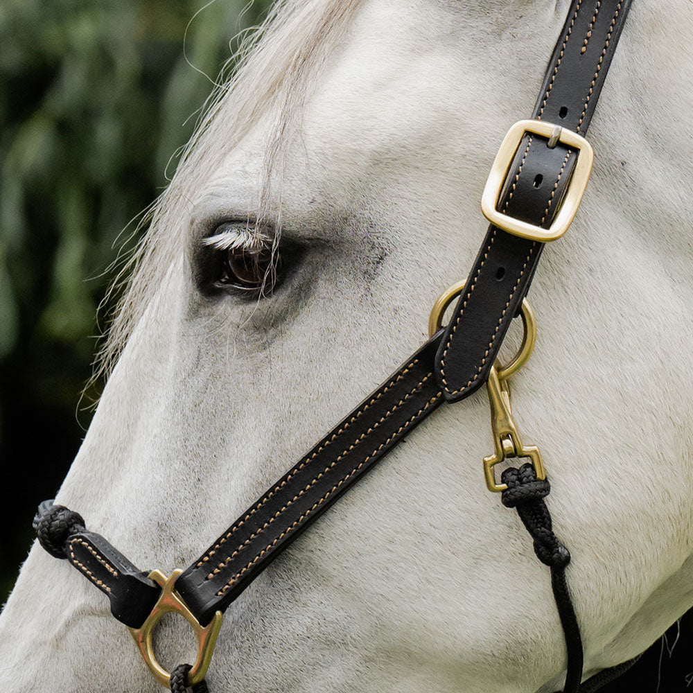 Rolled Leather Halter — Equus Couture