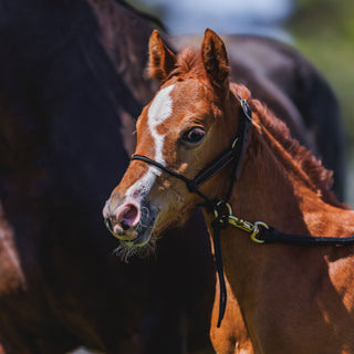 Foal Slip HYBRID Halter