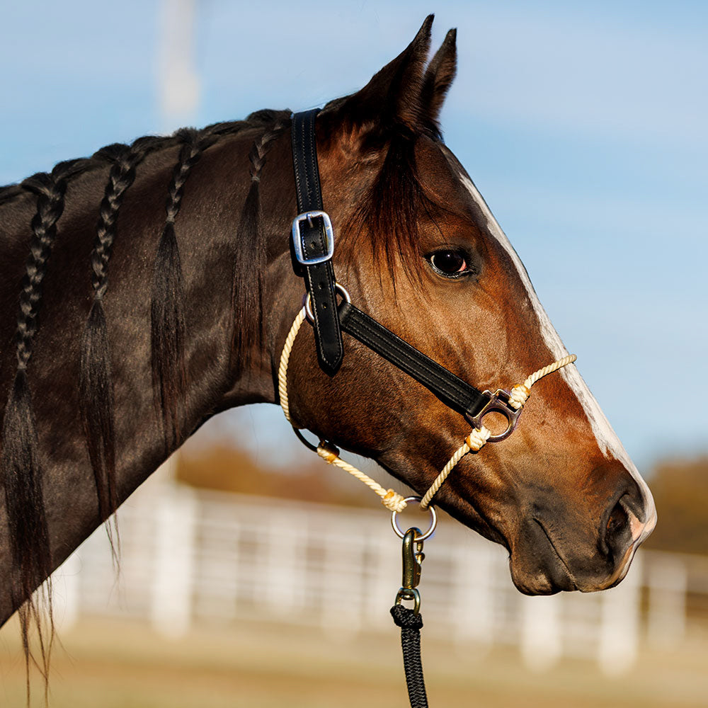 Black Leather Lariat Hybrid Halter Stainless – The Horse Education Company
