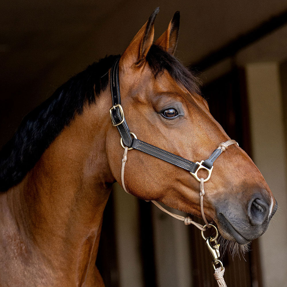 Leather Halter for Foals, Shetlands, and Yearlings - back instock!