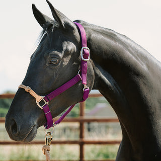 Premier Leather and Rope Control Halter for Horses | Superior Horse Control  | Enhanced with Rope Pressure Points | Double Ply Leather | Ideal for
