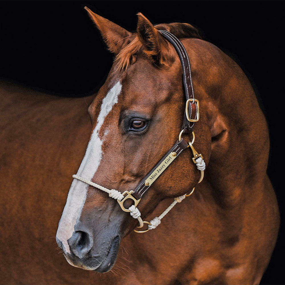 Synthetic Leather Hybrid Halter – The Horse Education Company