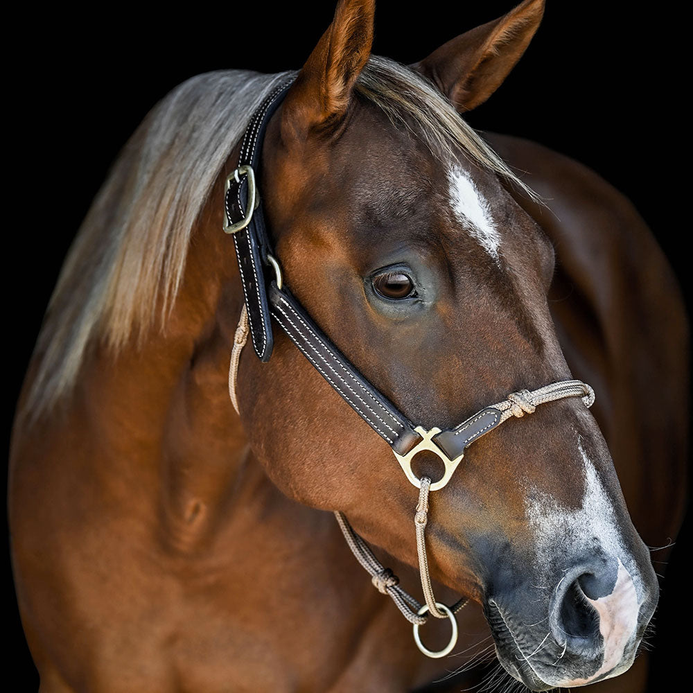 Classic Leather Hybrid Halter® – The Horse Education Company