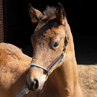 Foal Slip HYBRID Halter