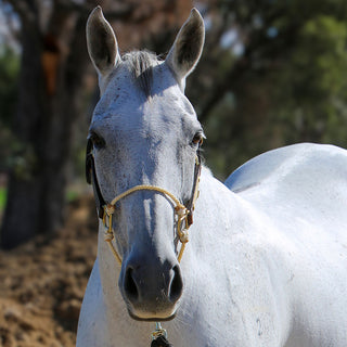 Leather Lariat Hybrid Halter®