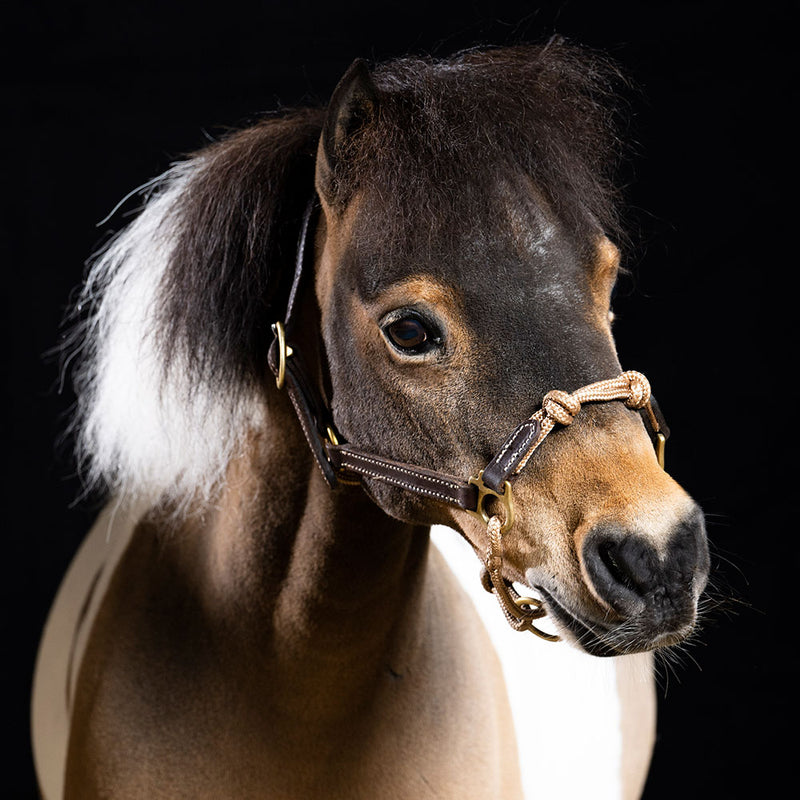Mini Horse Halters in Leather The Horse Education Company