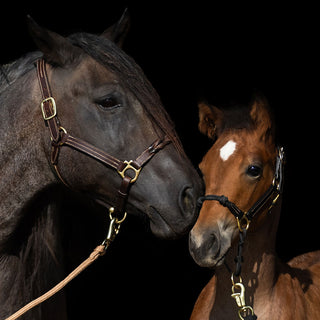 Weanling Horse / Pony Hybrid Halter