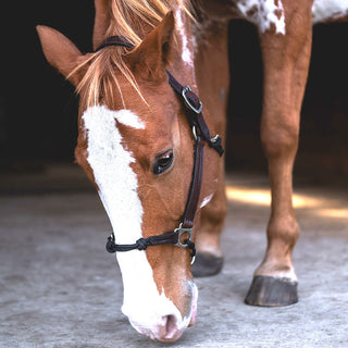 Classic Leather Hybrid Halter® Stainless