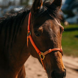 Classic Nylon Hybrid Halter®
