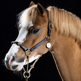 Round Name Tags for Dog Collars and Mini Horse Halters