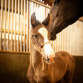 Leather Foal Halter