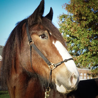 Classic Nylon Hybrid Halter®