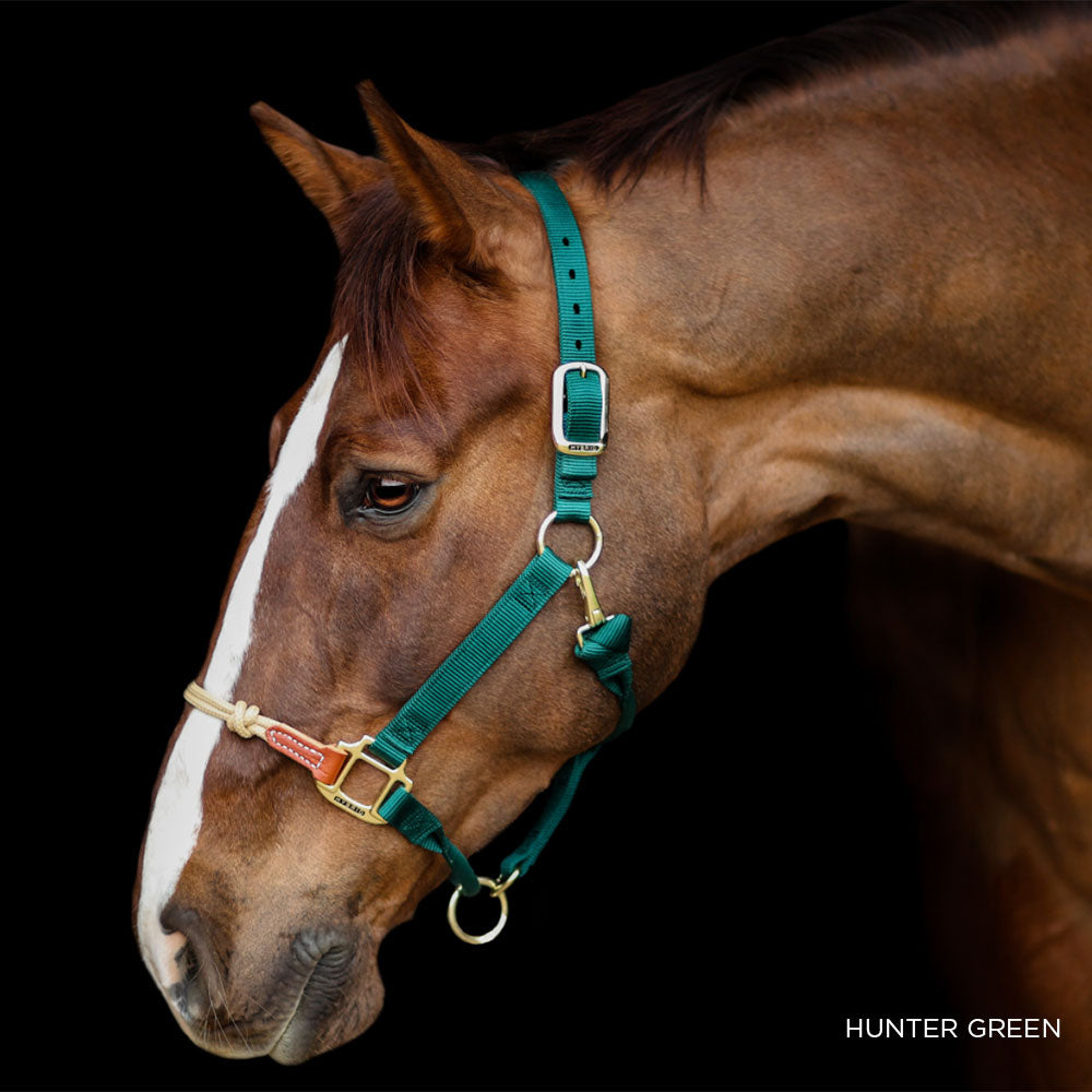nevel Reis lever Discontinued Economy Hybrid Halter – The Horse Education Company