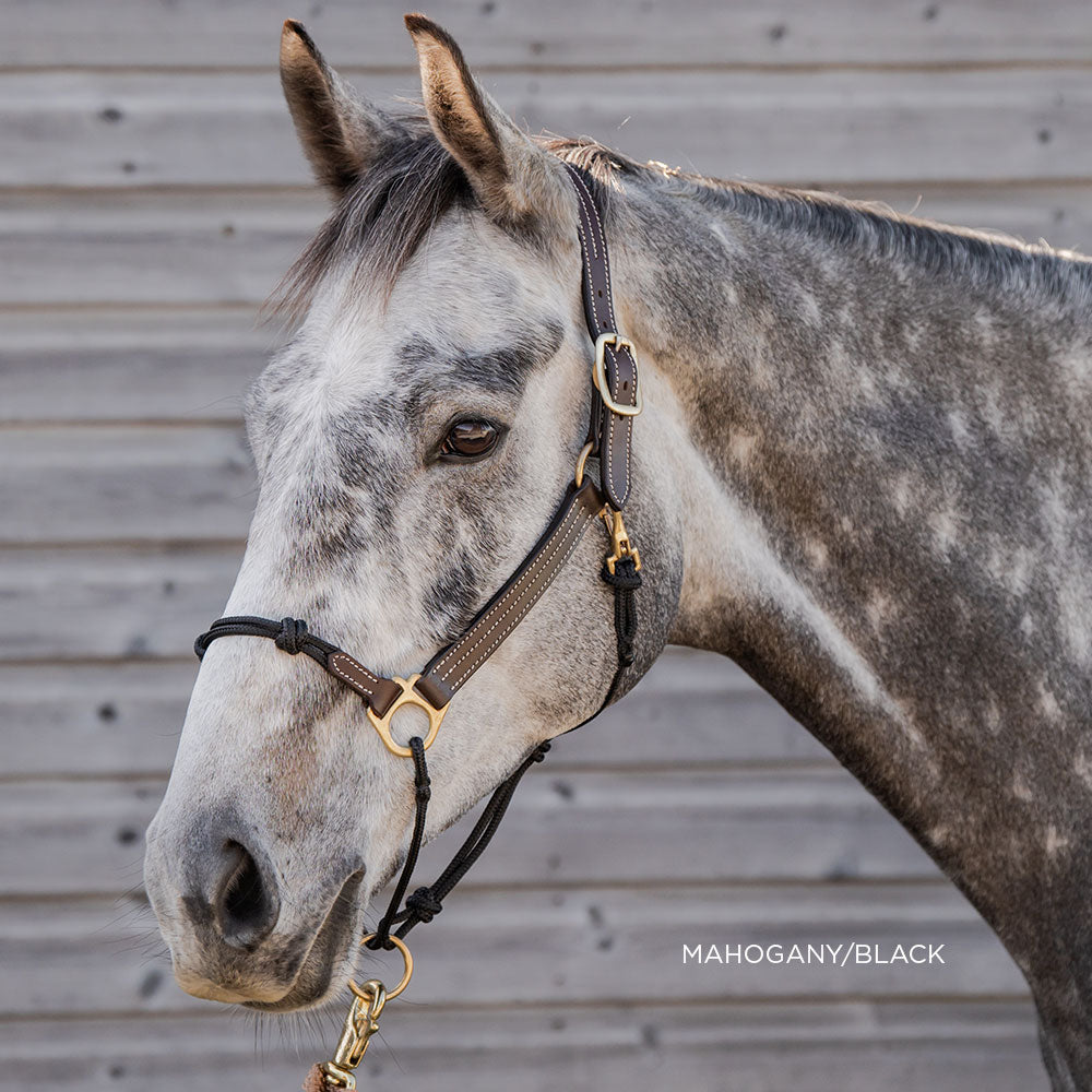 Leather Lariat Hybrid Halter – The Horse Education Company