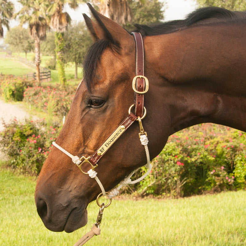 verdiepen Crack pot Zeker Leather Lariat Hybrid Halter – The Horse Education Company